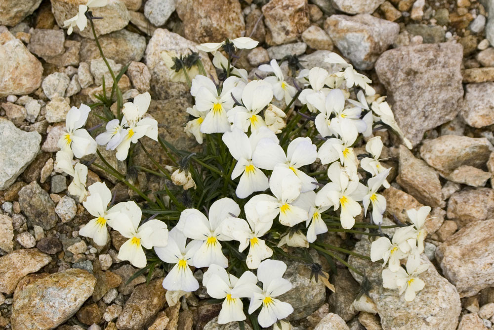 Viola calcarata/Viola con sperone